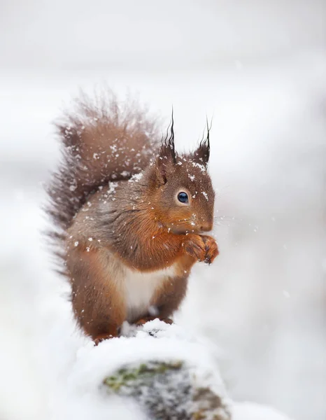 Leuke Rode Eekhoorn Zittend Sneeuw Bedekt Met Sneeuwvlokken Winter Engeland — Stockfoto