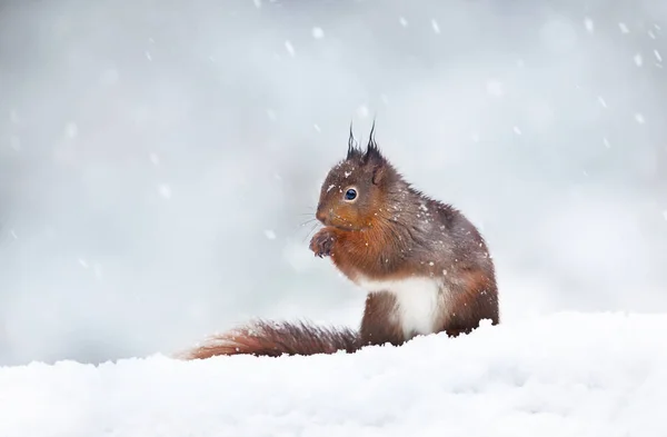 Nahaufnahme Eines Roten Eichhörnchens Das Schnee Sitzt Schnee England Tiere — Stockfoto