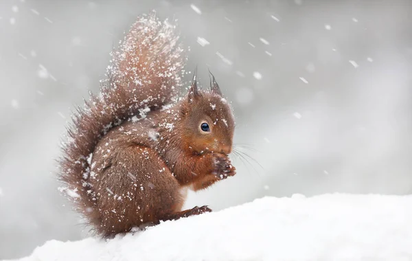 Leuke Rode Eekhoorn Zittend Sneeuw Bedekt Met Sneeuwvlokken Winter Engeland — Stockfoto