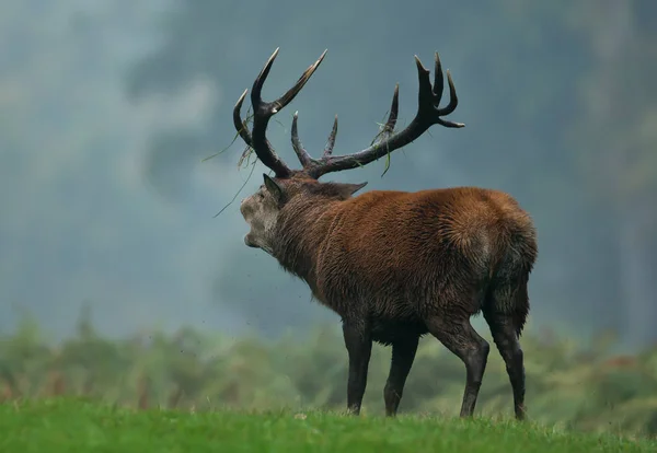 Red Deer Stag Bölande Spårbildning Säsongen Dimmig Höst Morgon Storbritannien — Stockfoto