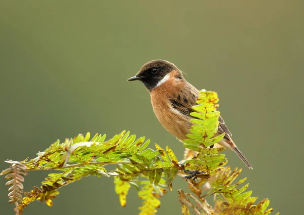 European Stonechat Perching Fern Branch Clear Background Birds Parks Meadows — Stock Photo, Image