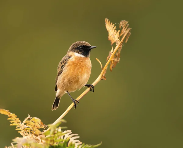 Schwarzkehlchen Auf Einem Farnzweig Vor Klarem Hintergrund Großbritannien Vögel Parks — Stockfoto