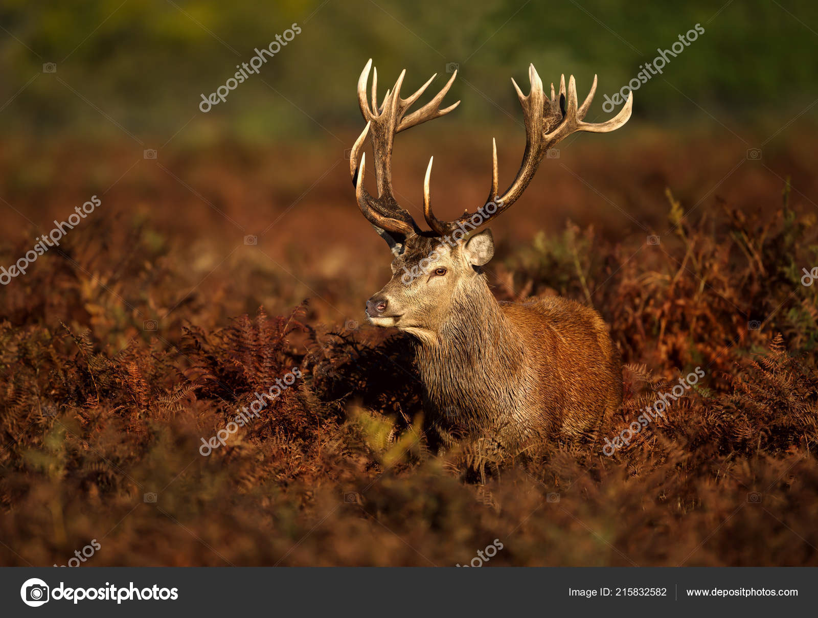 Осенью Великобритании Закроют Красного Оленя Стоящего Поле Время.