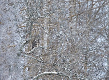 Büyük gri kışın, Finlandiya ağaca tünemiş iken başarılı bir şekilde kamufle baykuş (Strix nebulosa).