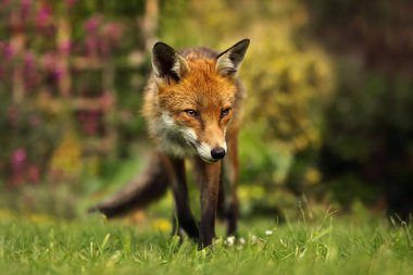 Bir kırmızı bir arka bahçe kapısı fox yakın çekim.