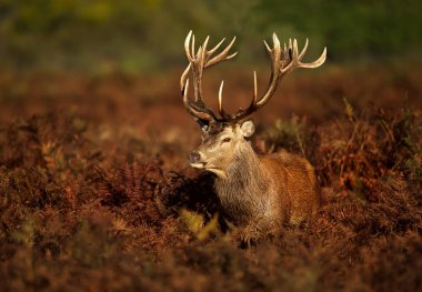 Close up of a Red deer stag standing in the field of fern during rutting season in autumn, UK. clipart