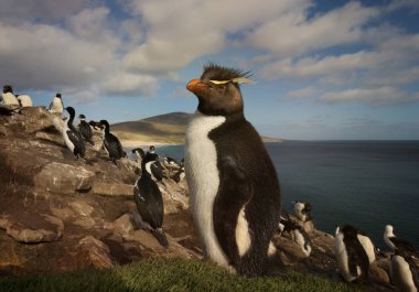 Atlantik Okyanusu, Falkland Adaları tarafından rookery bir Rockhopper penguen yakın çekim.