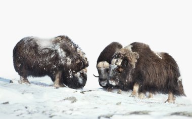 A group of male musk oxen in the mountains in winter, Norway.