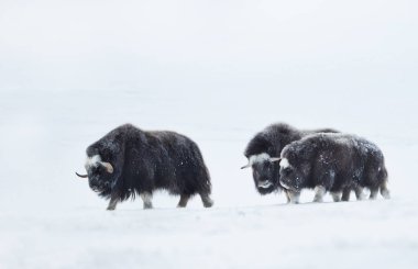 Musk Oxen (Ovibos moschatus) with a young musk ox in snowy Dovrefjell mountains during cold winter in Norway.
