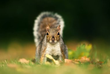 Şirin ve meraklı gri sincap kent Park kapatın. İngiltere'de sonbahar.