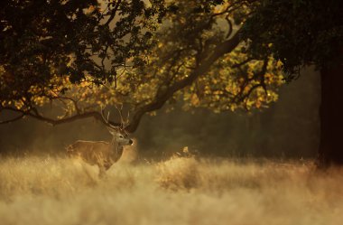 Kızıl geyik exhaling soğuk nefes erken sabah ışık, İngiltere'de özel.