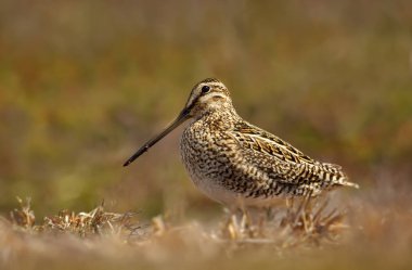 Sulak besleme su çulluğu, yakın çekim.