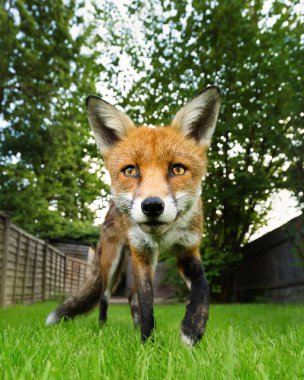 Red Fox arka bahçesinde, Londra, İngiltere'de yakın çekim.