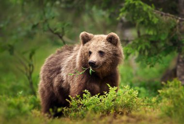 Close up of European brown bear (ursos arctos) eating grass and branches in forest, Finland. clipart