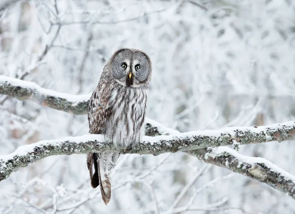 Primo Piano Del Grande Gufo Grigio Strix Nebulosa Arroccato Albero — Foto Stock