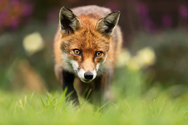 Närbild Röd Räv Storbritannien — Stockfoto