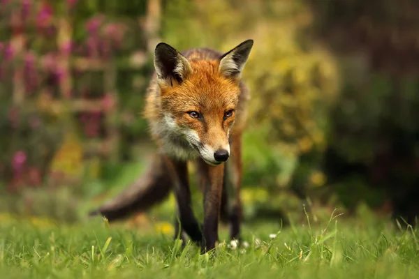 Close Red Fox Crossing Back Garden — Stock Photo, Image