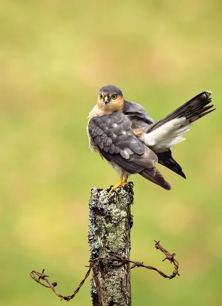 Крупный План Взрослого Евразийского Спарроухоука Accipiter Nisus Деревянном Столбе Шотландия — стоковое фото