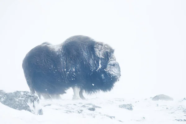 非常に寒い冬の日に雪の中でジャコウ牛立っているのクローズ アップ — ストック写真