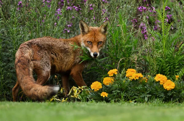 Red Fox Stående Trädgården Med Blommor Våren Storbritannien — Stockfoto