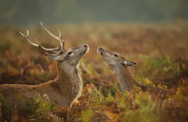 Close Red Deer Stag Hind Rutting Season Autumn — Stock Photo, Image