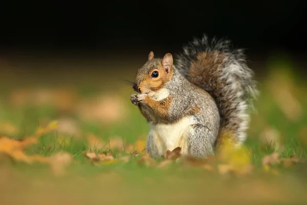 Primer Plano Una Linda Ardilla Gris Comiendo Nueces Otoño Reino —  Fotos de Stock