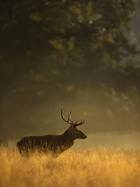 Red Deer Stag Vid Soluppgången Storbritannien — Stockfoto