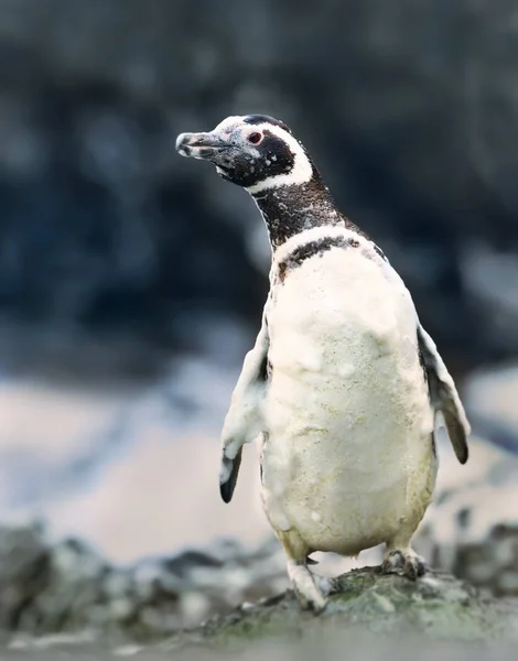 Close Pinguim Magalhães Sobre Uma Rocha Coberta Água Oceano Espumosa — Fotografia de Stock