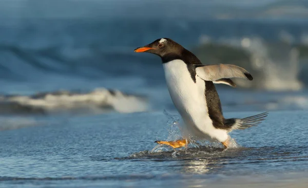 Pinguim Gentoo Correndo Para Oceano Ilhas Falkland — Fotografia de Stock