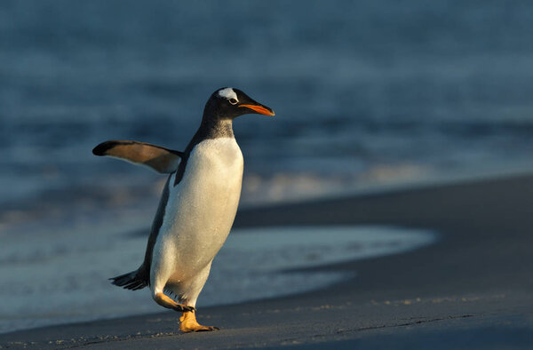 Close-up of a Gentoo penguin coming ashore, Falkland islands.