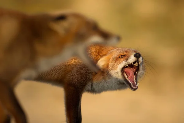Close Two Red Foxes Fighting Each Other — Stock Photo, Image
