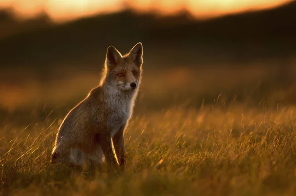 夕暮れ時にフィールドに座って赤狐のシルエット — ストック写真