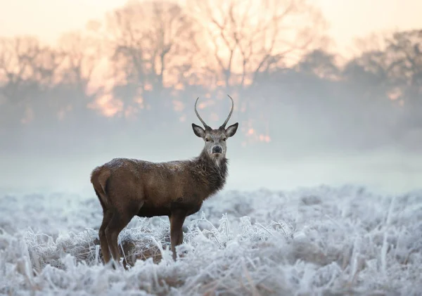 Jonge Edelhert Buck Staande Berijpte Gras Een Vroege Koude Winterochtend — Stockfoto