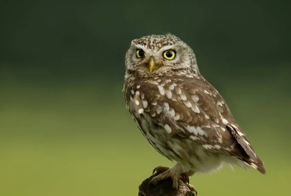 Close Little Owl Athene Noctua Perching Post Worcestershire Reino Unido — Fotografia de Stock
