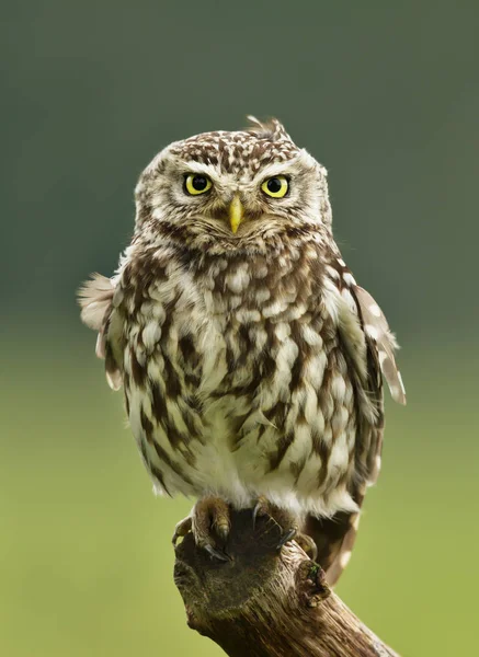 Little Owl Athene Noctua Posado Poste Sobre Fondo Verde Worcestershire —  Fotos de Stock