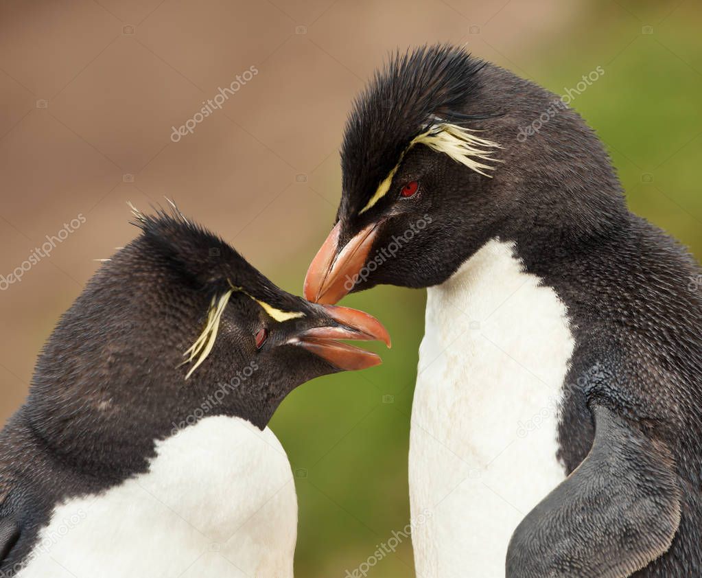 Close up of Rockhopper penguins preening each other, Falkland islands.