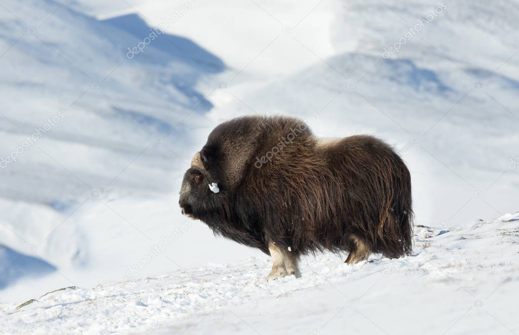 Close up of a male Musk Ox (Ovibos moschatus) standing in snowy Dovrefjell mountains during cold winter in Norway.