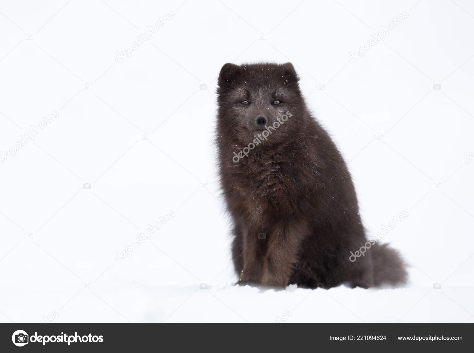 Close Blue Morph Arctic Fox Winter Iceland ⬇ Stock Photo, Image by