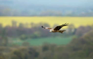 Red kite flying over farmland fields in summer, Oxfordshire, UK. clipart