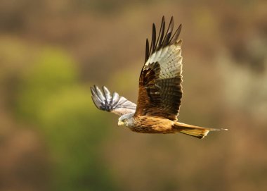 Close up of a Red kite (Milvus milvus) in flight in the countryside, UK. clipart