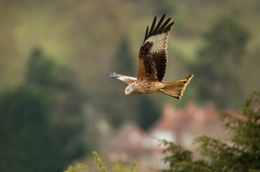 Close up of a Red kite (Milvus milvus) in flight in countryside, UK. clipart