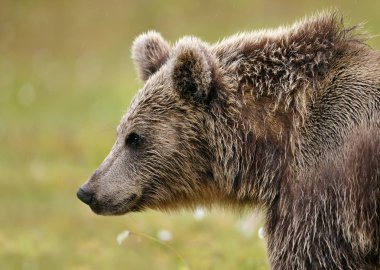 Close up Eurasian brown bear in the taiga forests on Finland Russia boarder. Wildlife in Europe.  clipart