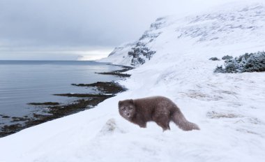 Arctic fox standing in the snow on the coast in winter, Iceland. clipart