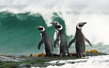 Bir grup Macellan pengueni kıyıda durup Falkland Adaları 'ndaki fırtınalı okyanusu izliyor..