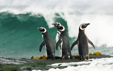 Group of Magellanic penguins standing on a shore and watching stormy ocean in Falkland islands. clipart