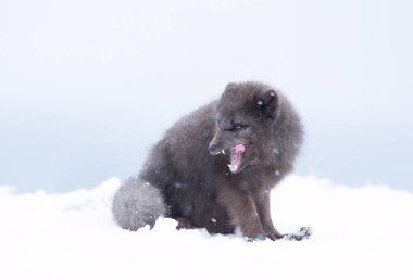 Close-up of a Blue morph arctic fox in snow on the coast of Iceland. clipart