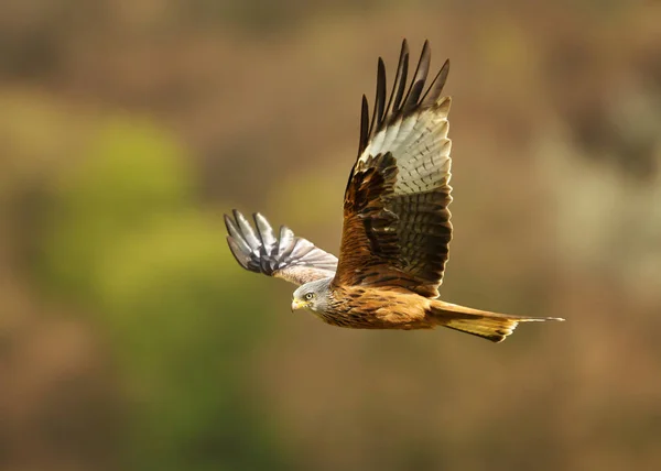 Gros Plan Cerf Volant Rouge Milvus Milvus Vol Campagne Royaume — Photo