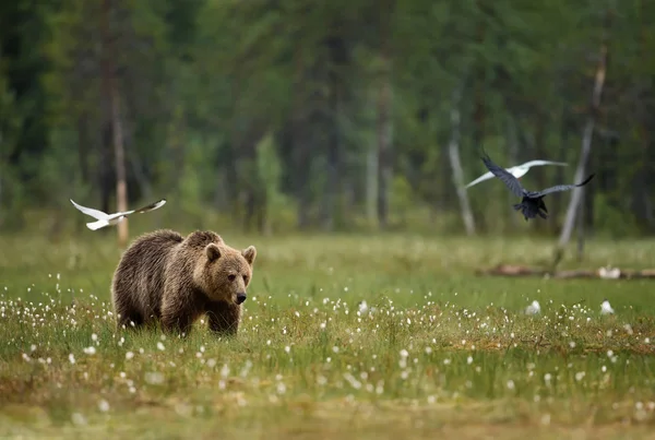 Niedźwiedź Brunatny Zwyczajny Bagnie Deszczowy Dzień Finlandia — Zdjęcie stockowe