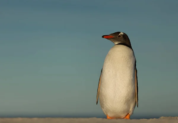 Közelkép Gentoo Pingvin Állva Egy Homokos Part Kék Háttérrel Falkland — Stock Fotó