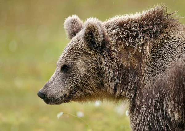 Close Eurasian Brown Bear Taiga Forests Finland Russia Boarder Wildlife — Stock Photo, Image